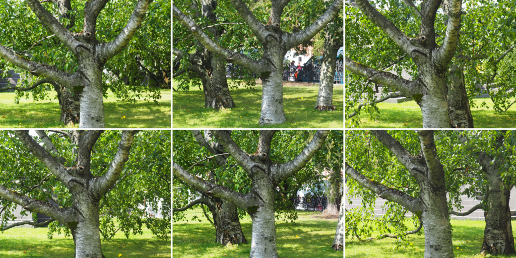 Sześć zdjęć pnia tego samego drzewa pod różnymi kątami